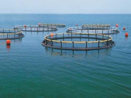 海洋生物工程技术开发；水产品初加工；水产养殖（不含全民所有制水域及滩涂）等