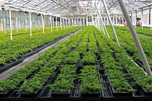 盐生植物规模化人工栽培及综合产品开发技术
