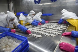 鱿鱼加工设备自动化改造升级技术