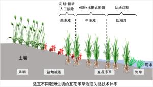 滨海湿地互花米草治理技术