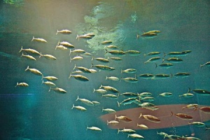 海洋经济生物新品种规模化繁育