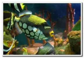 海水鱼新品种规模化繁育