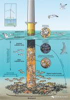 海上风电与生物多样性共存