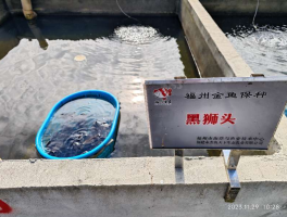 2023年度福州金鱼保种项目通过验收