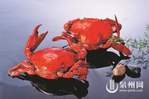泉州海味：大海的馈赠 味蕾的狂欢