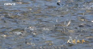 水产人必看！农业农村部渔业渔政管理局指导《大国水产》系列纪录片开播了！