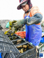 霞浦：北方海参 南迁过冬