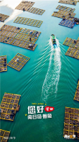 “寄养”在山东的福建大鲍鱼，回家“过冬”啦