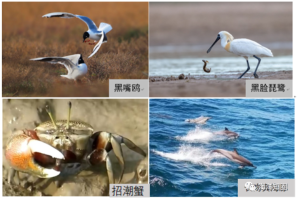 自然资源部东海局发布《2022年东海区海洋生态状况报告》