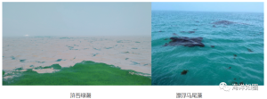 自然资源部东海局发布《2022年东海区海洋生态状况报告》
