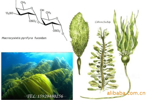 具有辅助治疗慢性肾衰作用的褐藻多糖制备工艺
