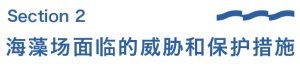 海洋科普｜近岸海洋生态系统的稳定者——海藻场