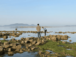 海洋科普｜近岸海洋生态系统的稳定者——海藻场