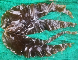 海带膳食纤维中试制备技术及保肝降糖功效食品研制