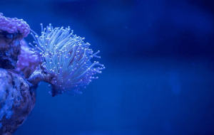 具有雌激素分泌调节作用的海洋生物提取物应用