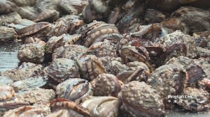平潭：海上牧场迎丰收