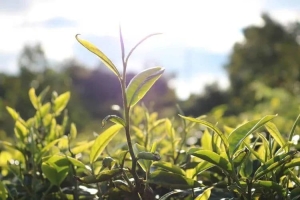 抗乌龙茶真菌病害用生防菌剂