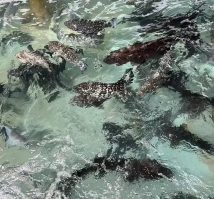 漳州：打造“水产种业硅谷” 助力渔业高质量发展