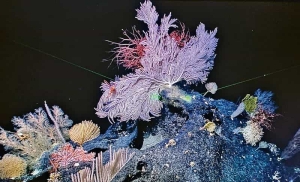 深海探索：更好认识海洋