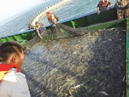 石狮：首个海洋牧场 首批4700万尾鱼苗进入优质筛选阶段