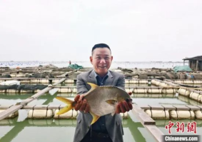 福建东山：养好“黄金鱼” 共绘“鲳”盛景