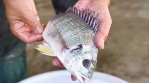 福建漳浦：“寻味”鲷鱼