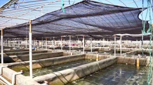 福建漳浦：“寻味”鲷鱼