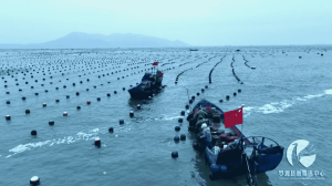福建：“海上春耕”正当时