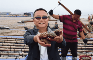 连江：海参大量上市