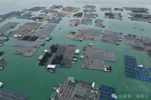 连江：海参大量上市