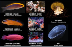 观赏海洋生物人工繁育与展示