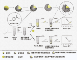 基于表面增强拉曼散射的三明治型生物传感器用于简单灵敏的检测金黄色葡萄球菌