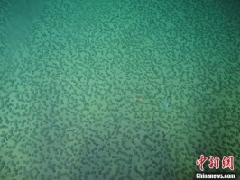 白春礼院士成为下潜至7500米以深海域最年长的科学家!中国最新完成7次载人深潜，最深达7735.9米!