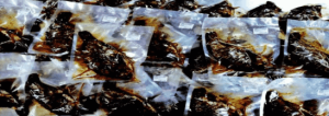 水产品综合加工及冷链物流技术