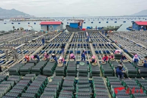 闽派海参“全链”出击 “链接”百亿养殖产业
