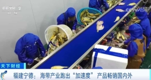 “互联网+渔业”优势逐渐显现 福建宁德海产品畅销国内外
