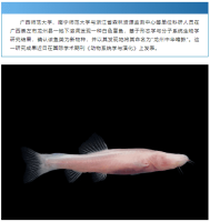我国科研人员发现新物种龙州中华喀鳅