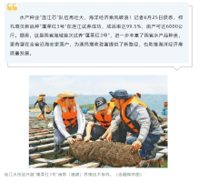 我省首次在连江试养成功扇贝良种“蓬莱红3号”