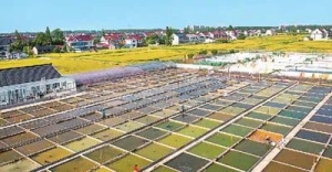 全国年产量超35亿尾，产值增速在休闲渔业中居首位——观赏鱼，百亿产业咋“养”成？
