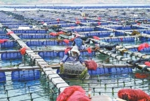 平潭：深挖“鲍”藏 做优特色产业