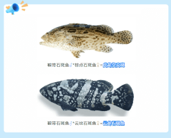 全国首个！杂交石斑鱼育苗有了福建团体标准