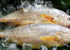 一种绿色环保的大黄鱼免疫力增强型微生物制剂