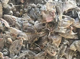 鱼下脚料泥浆规模化处理技术