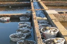 梭子蟹智能工厂化养殖关键技术