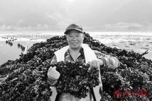 连江“海上牧场”喜讯连连 淡菜白蚝花蛤进入丰收季