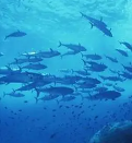 海产功能蛋白肽绿色制备关键技术