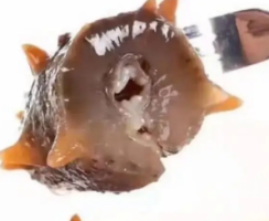 一种酶法制备海参总皂苷制备次生皂苷的方法