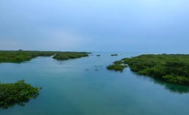 红树林生态建设助力蓝色海湾整治的关键技术创新及应用