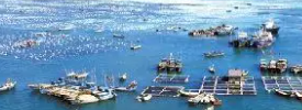 近海藻类资源高值化加工关键技术及琼胶多元化升级产品