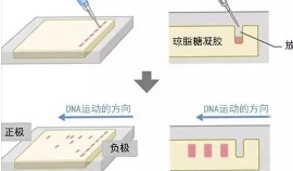 海藻琼脂联产琼脂糖和琼胶酯产业化关键技术研究及其高端产品开发